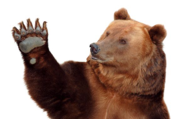 Медведь ворвался в детский сад и был убит омоновцами