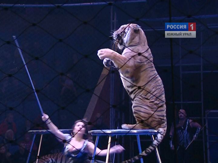 Звездные укротители тигров приехали в Челябинск с новой программой