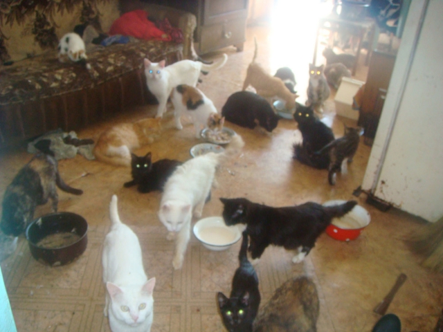 Женщина из Златоуста отдает 40 своих кошек