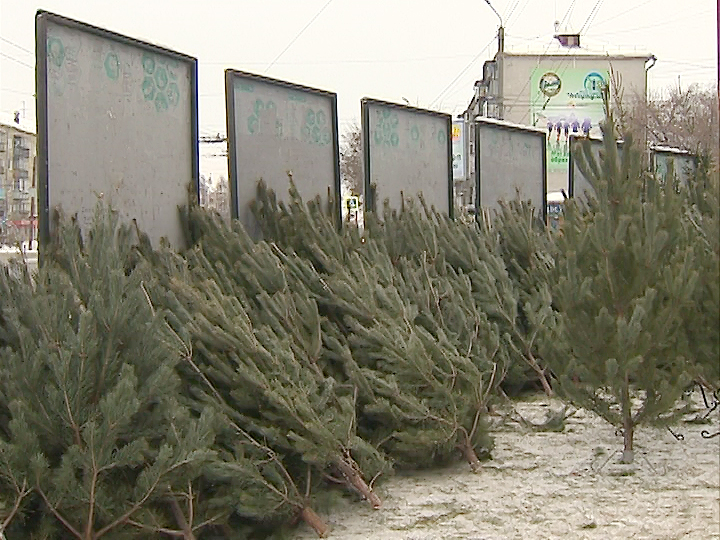 Контрабандных елок в Челябинске не обнаружено