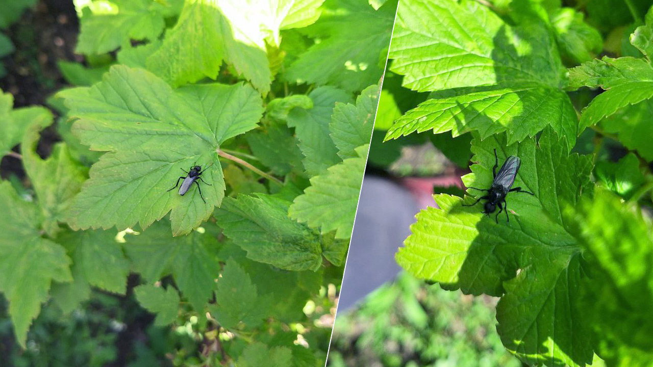 В Челябинской области объяснили, что за "черные мухи" заполонили сады