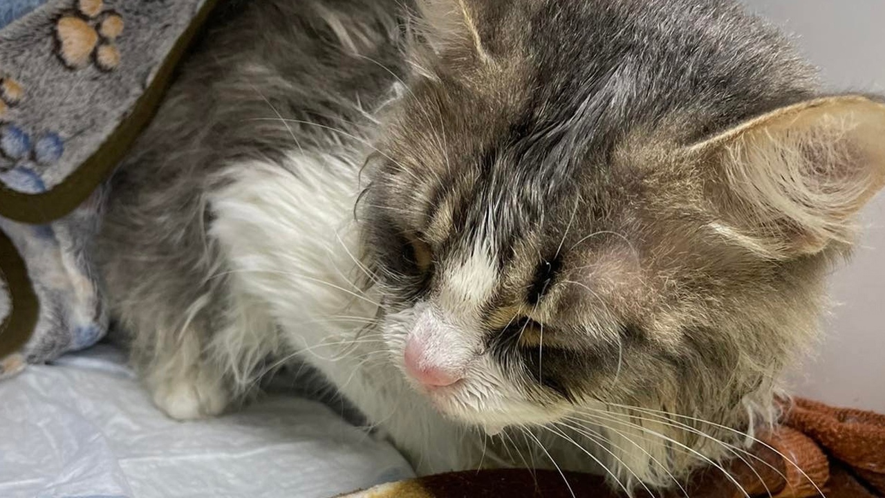 Жительница Челябинска случайно прополоскала кота в стиральной машине