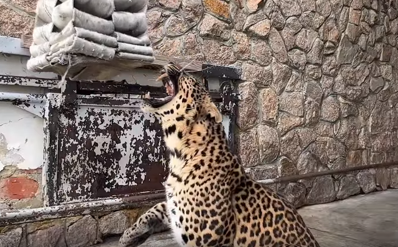 Игры леопарда: развлечения хищника из зоопарка Челябинска попали на видео 