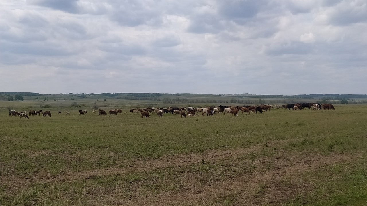 Туши лошадей в реке: жители Карталинского района опасаются экологической катастрофы 