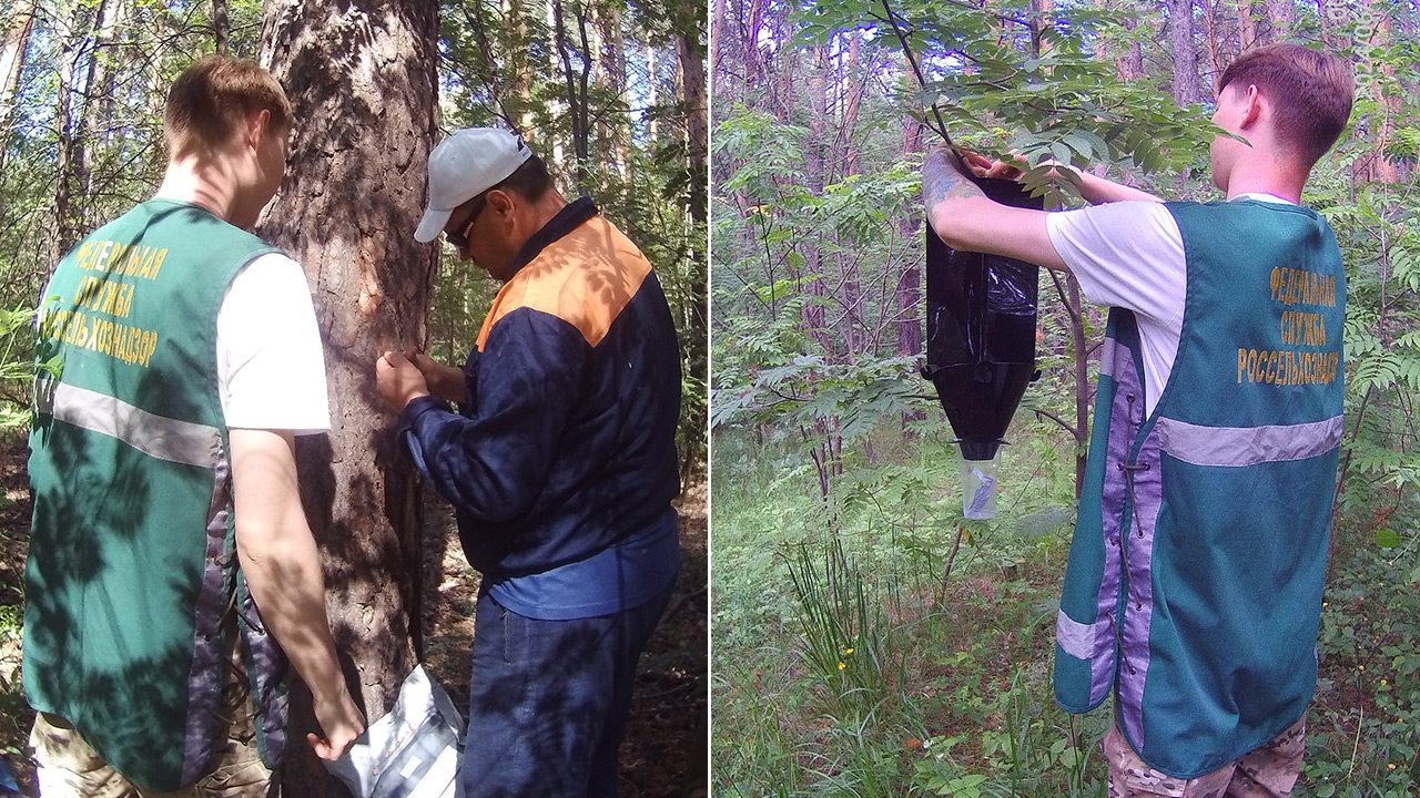 В лесах Челябинской области появились ловушки для насекомых-вредителей