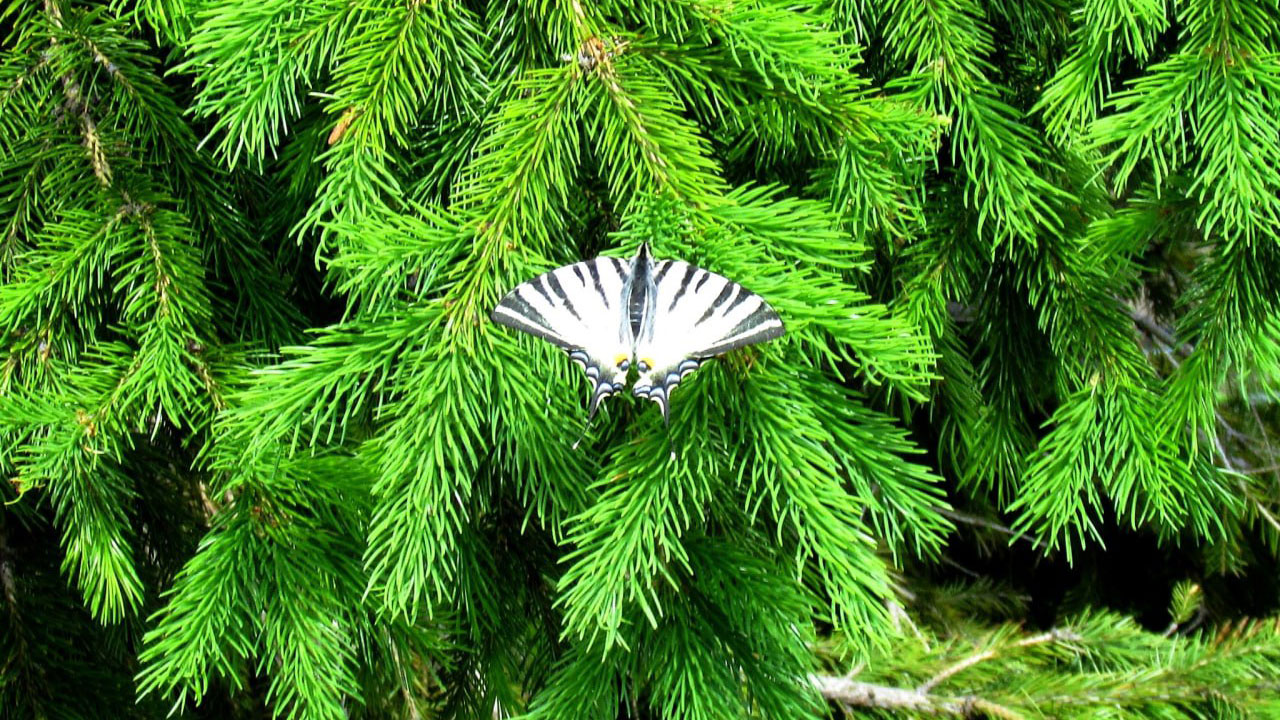Полосатый парусник: в Челябинской области сфотографировали одну из самых красивых бабочек