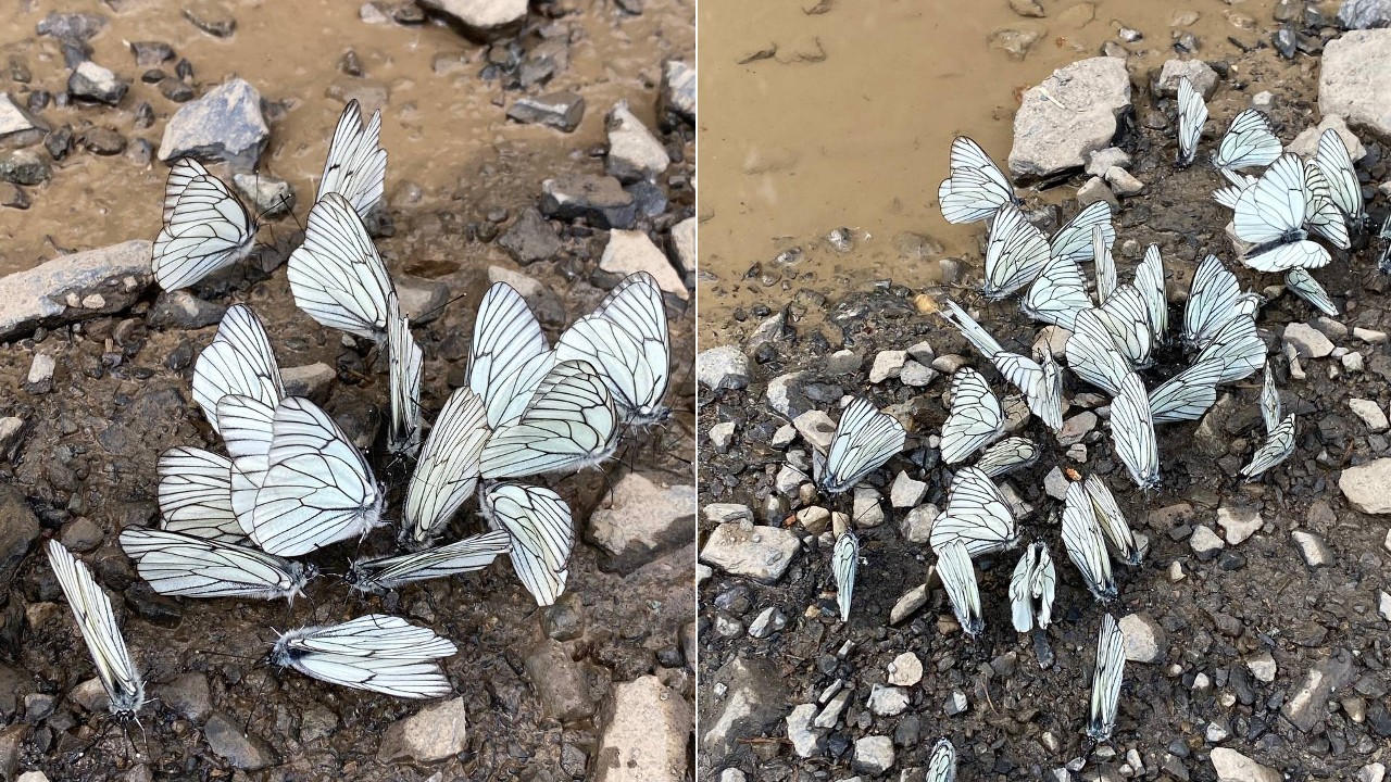 Нашествие бабочек-боярышниц ждут в Челябинской области