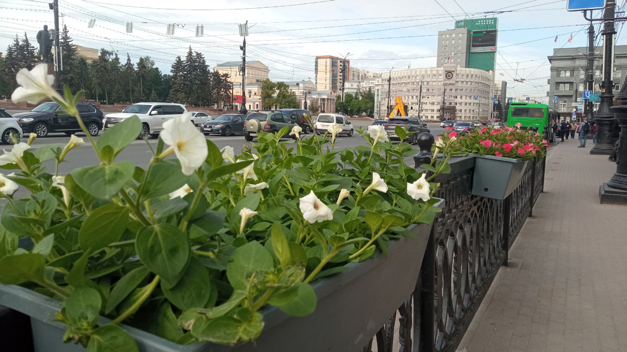 В Челябинске начали воровать цветы из уличных кашпо