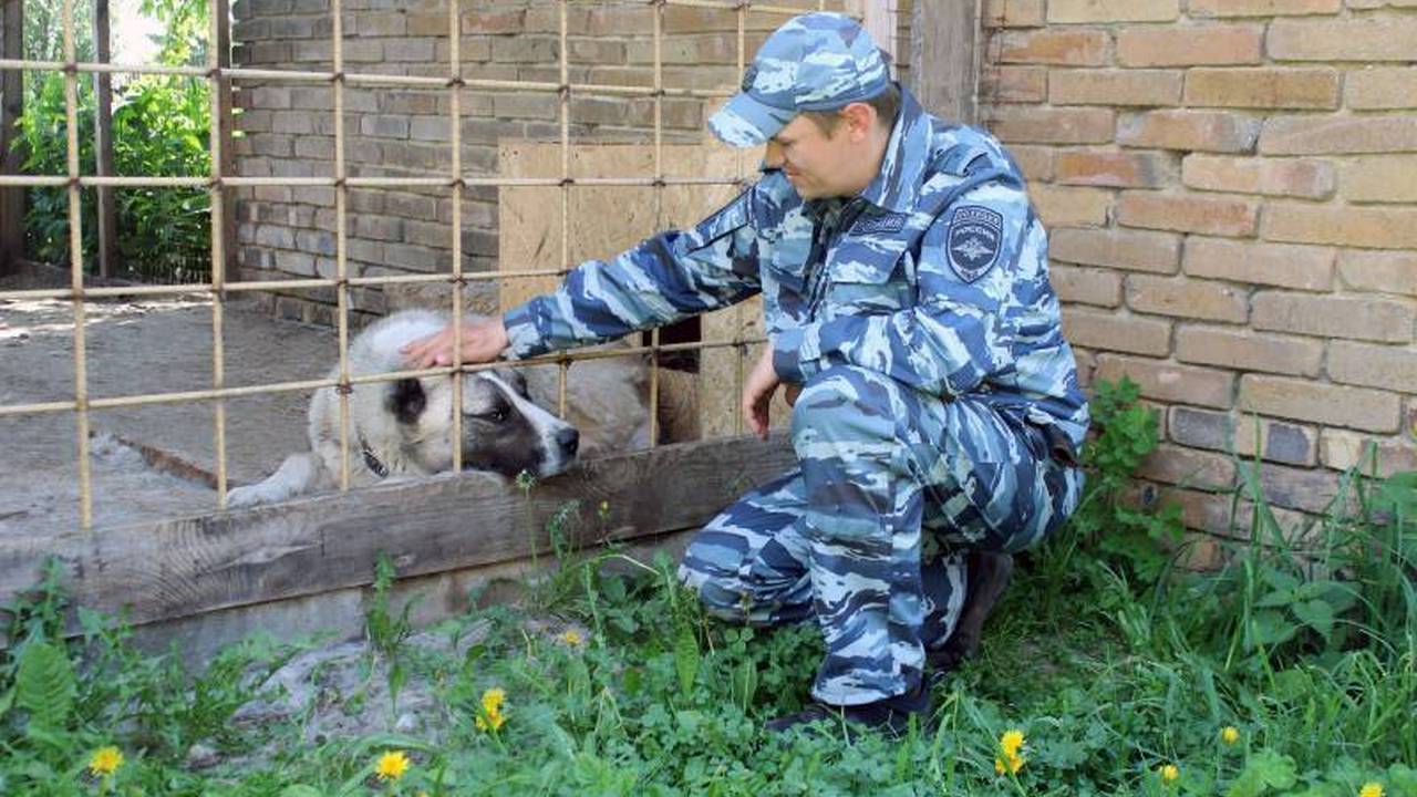 Полицейские в Челябинской области помогли хозяйке найти собаку