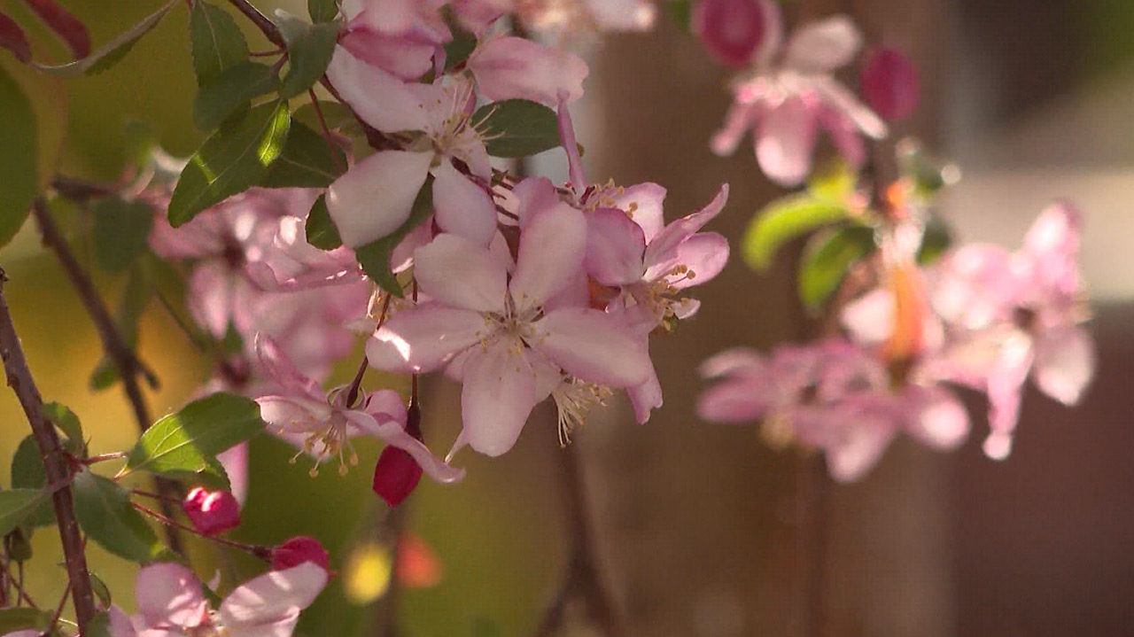 Украшение сада: как вырастить плакучую яблоню, рассказал эксперт из Челябинска