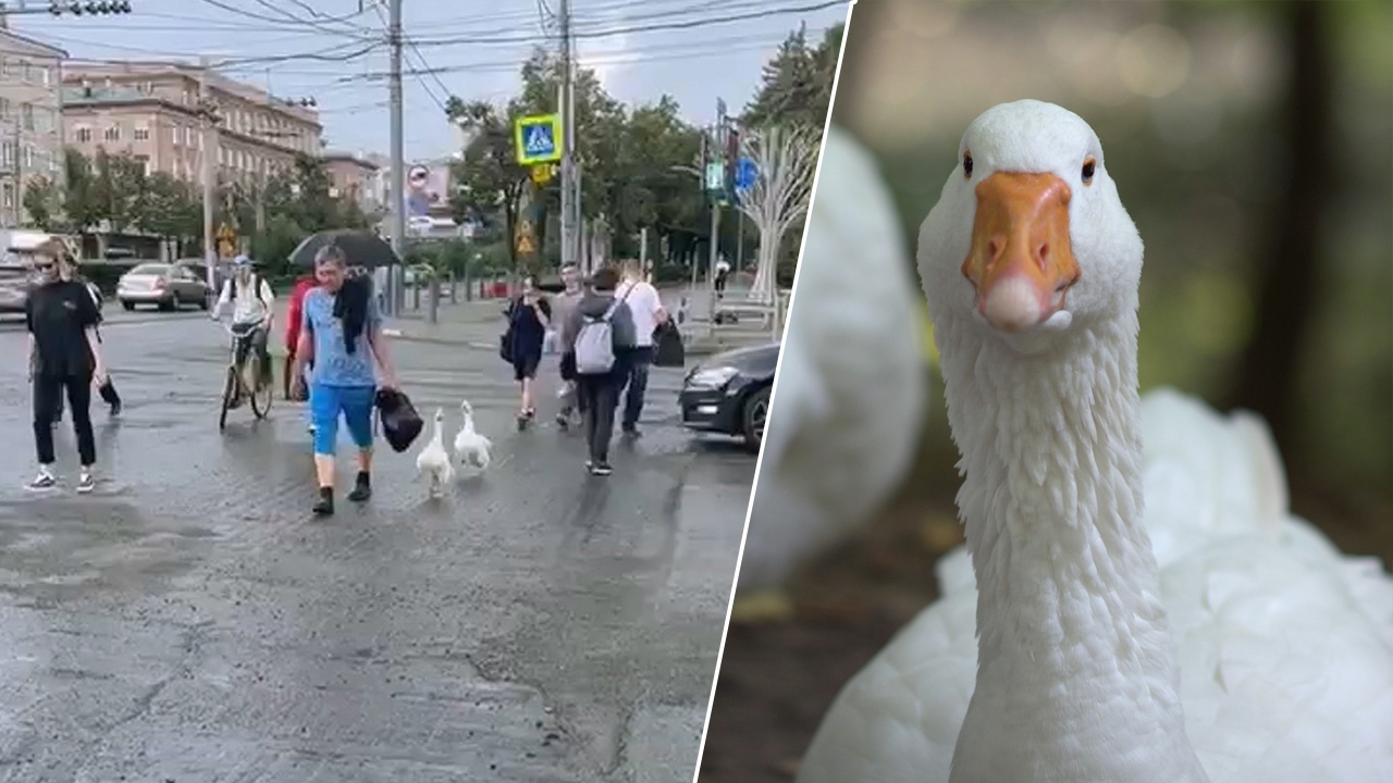 Пернатые пешеходы: гуляющих по улице гусей заметили в центре Челябинска