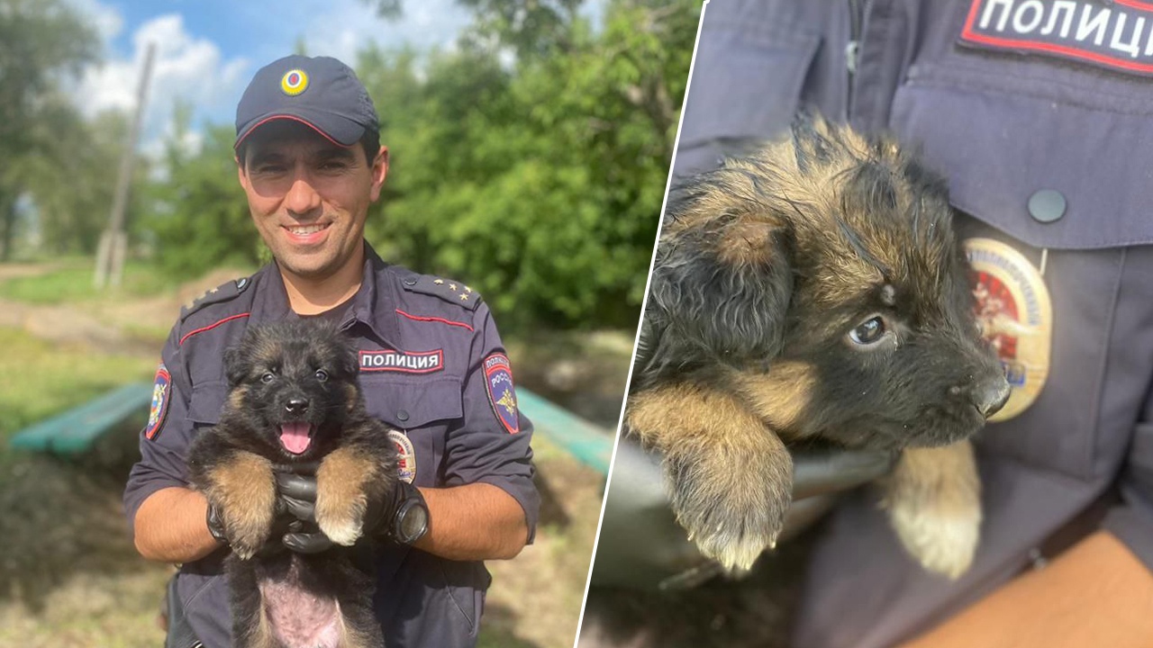 Полицейский спас тонущего щенка в Челябинской области