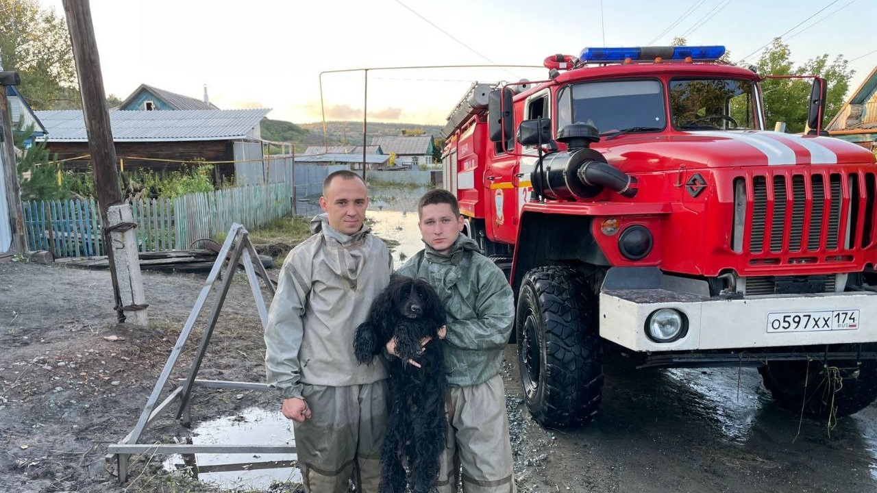 В Коркино спасли собаку из затопленного гаража