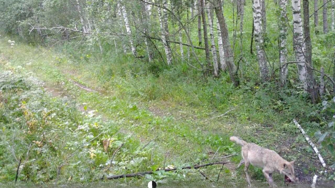 В Челябинской области волк попал в фотоловушку в национальном парке