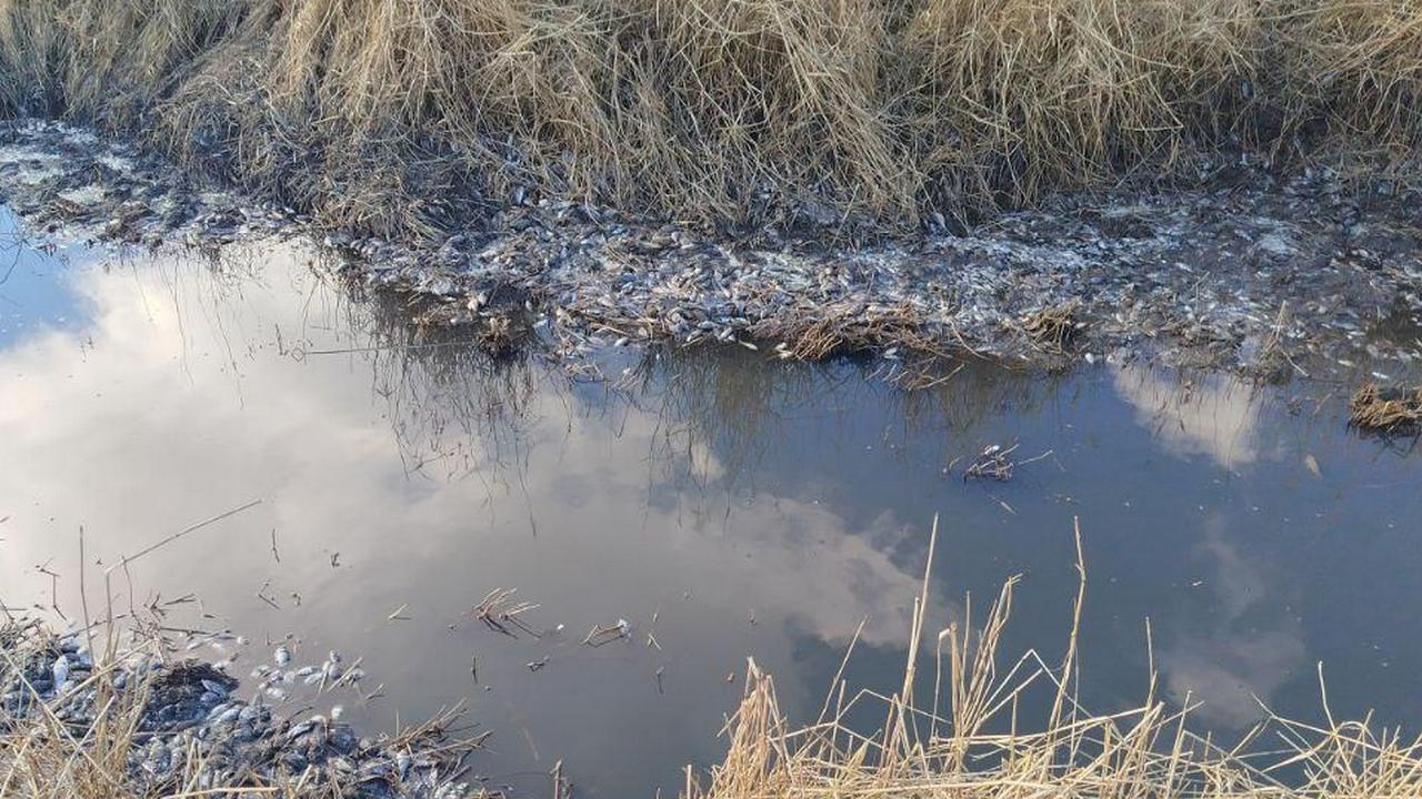 Виновников массового мора рыбы в Челябинской области ищет полиция