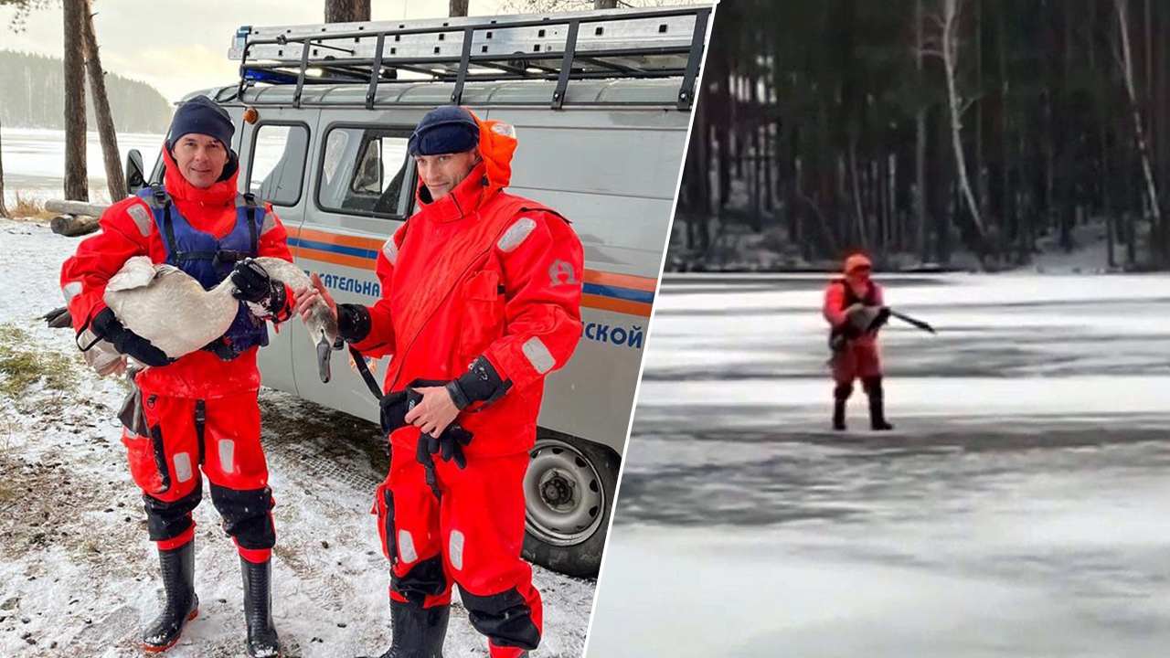 В Челябинской области спасатели помогли раненому лебедю 