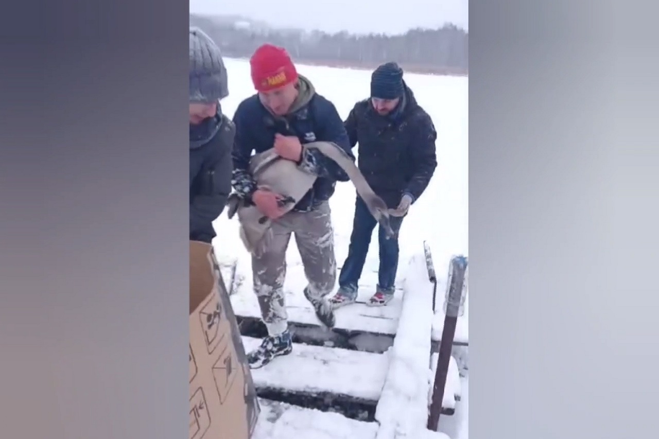 Замерзающего в пруду лебедя спасли под Миассом