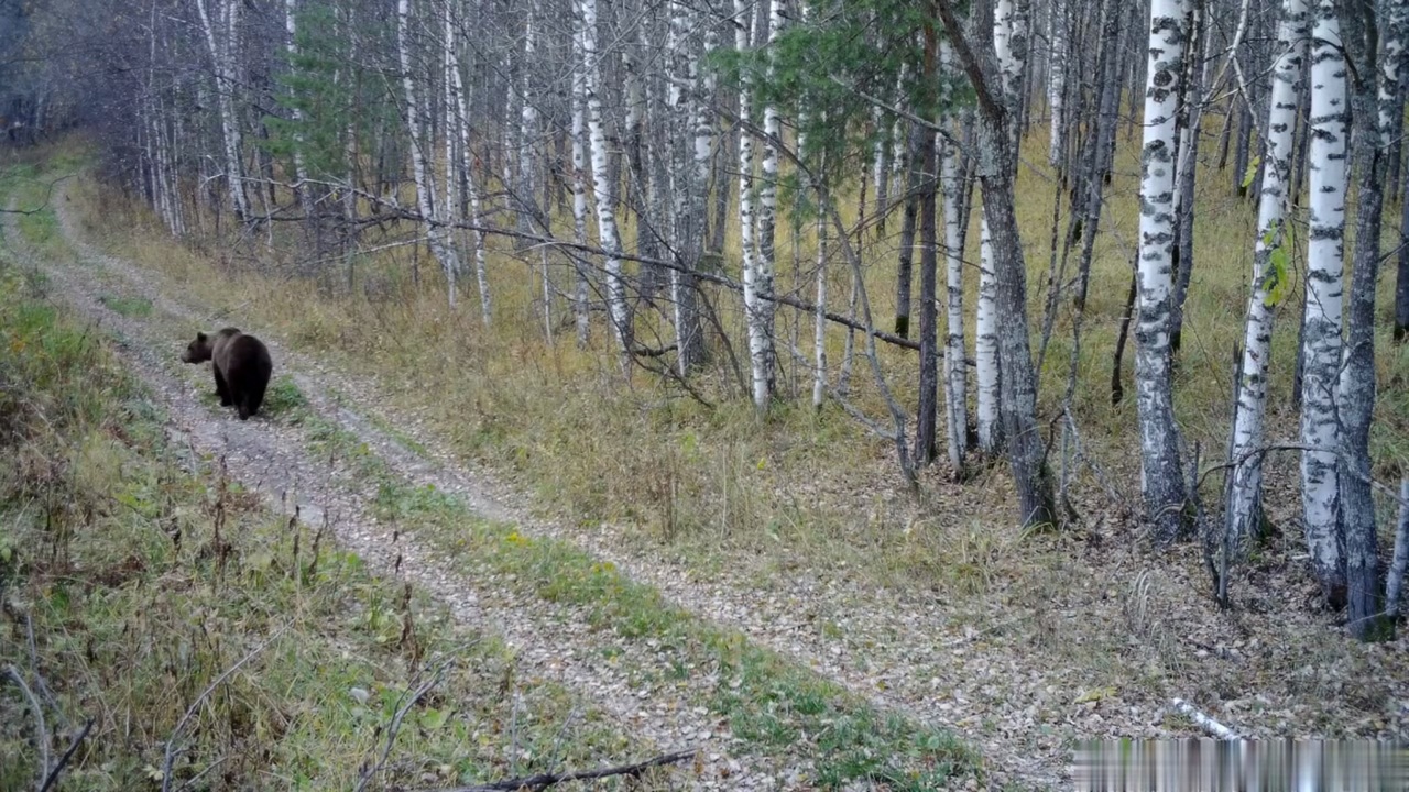 В Челябинской области сняли, как медведь нагуливает жир перед спячкой ВИДЕО