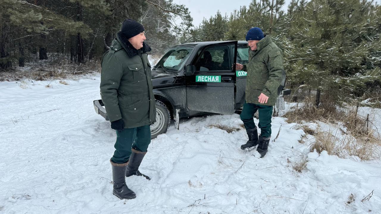 "Срубил он нашу елочку": лесники просят не повторять действия известной песни