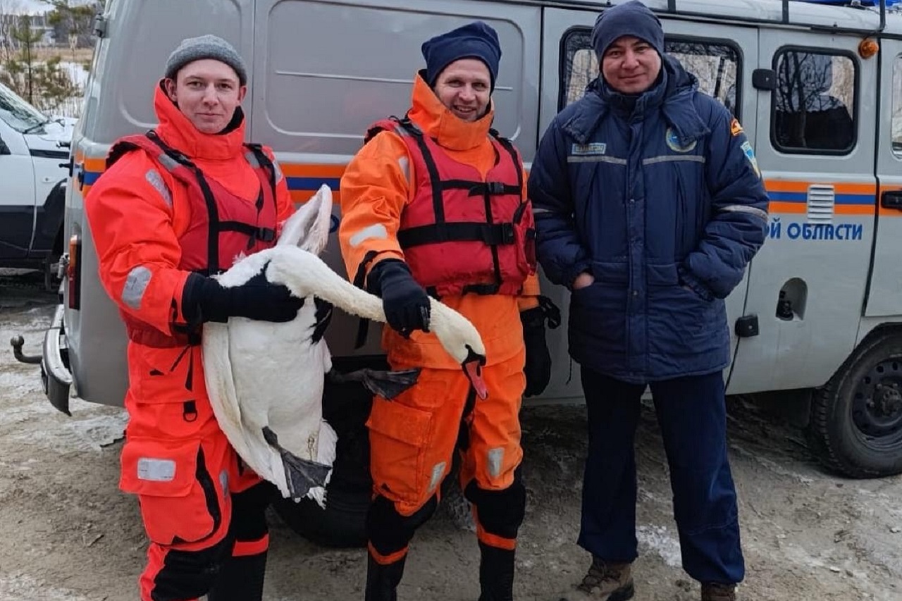 Раненого лебедя спасли в Челябинской области