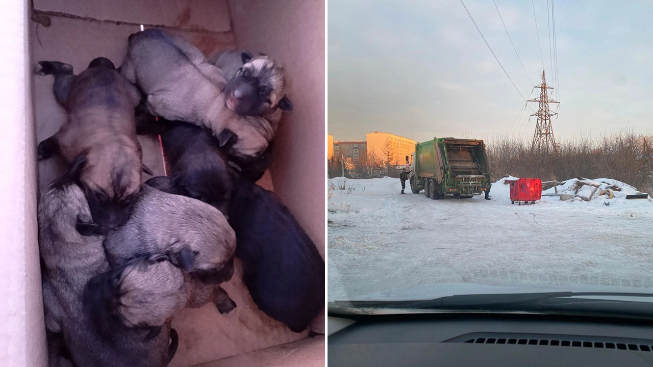 В Копейске восемь щенков завязали в пакет и бросили умирать в мусорный бак